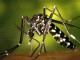 S’incrementen els casos de Chikungunya, malaltia transmesa pel Mosquit Tigre
