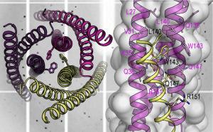 Estructura cristal·logràfica de la cadena proteica. 