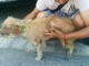 La col·laboració ciutadana aconsegueix rescatar una gosseta abandonada