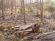 Jornada sobre l’ús de la biomassa forestal en entorns periurbans