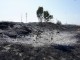 Desastre ecològic al Vallès: La Plana de Reixac es crema